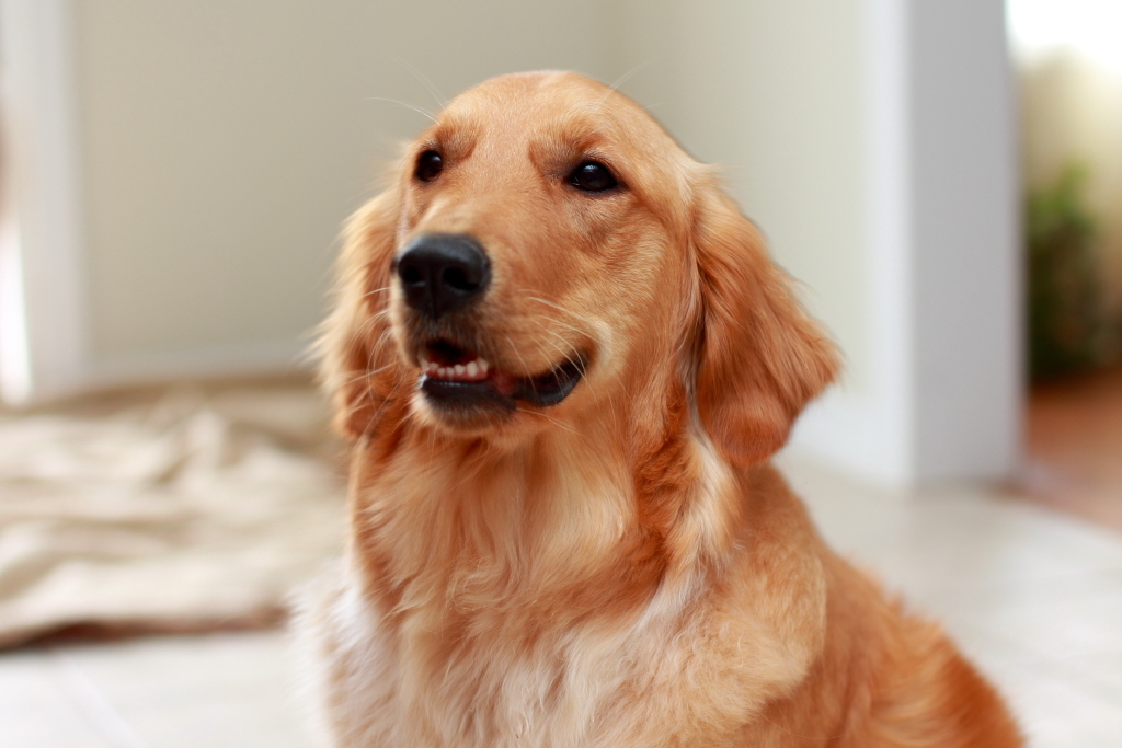 A cute Dog