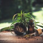 cbd cannabidio cbd oil hemp oil 4469987