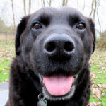 Happy Dog!