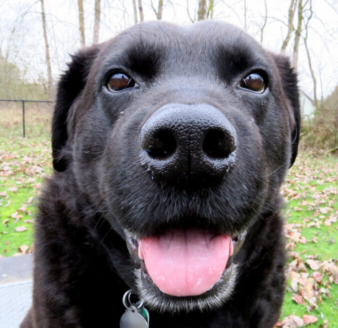 Happy Dog!