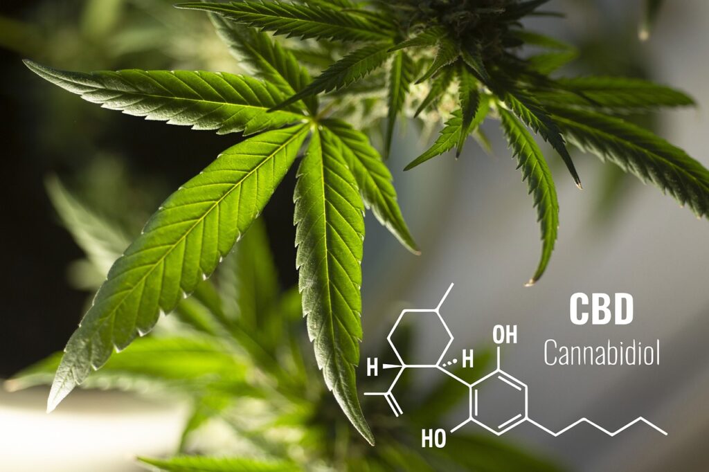 leaves cannabis plant 